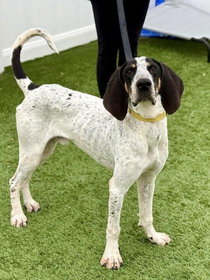 Boomhauer, Adoptable, Adult Male Treeing Walker Coonhound.