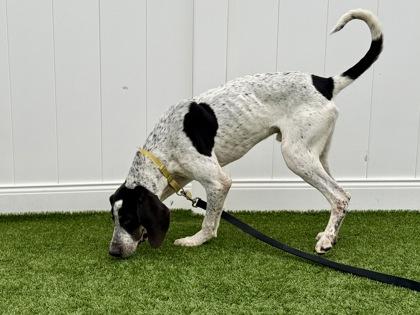 Boomhauer, a Adoptable mixed breed in Downers Grove, IL image 2/3