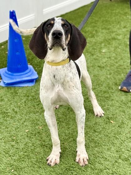 Boomhauer, a Adoptable mixed breed in Downers Grove, IL image 3/3