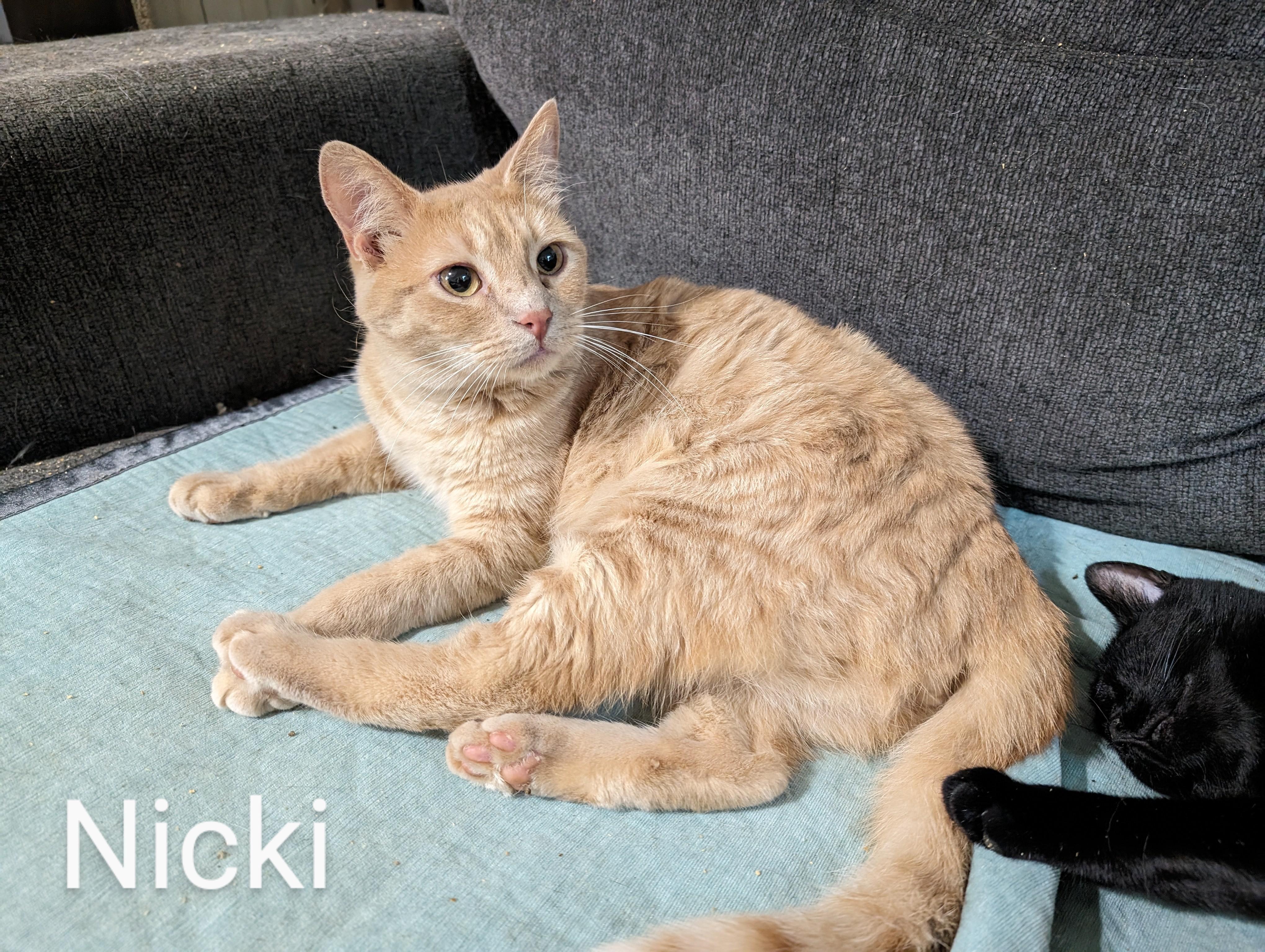 Nicki, Adoptable, Adult Male Domestic Short Hair.
