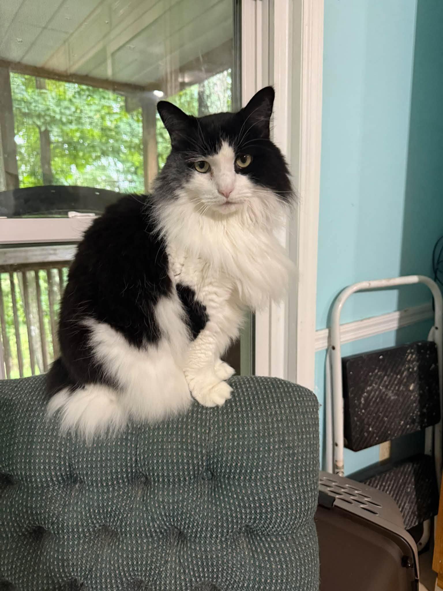 Enlarge Priscilla, a Adopted Domestic Long Hair in Dellslow, WV image 2/5