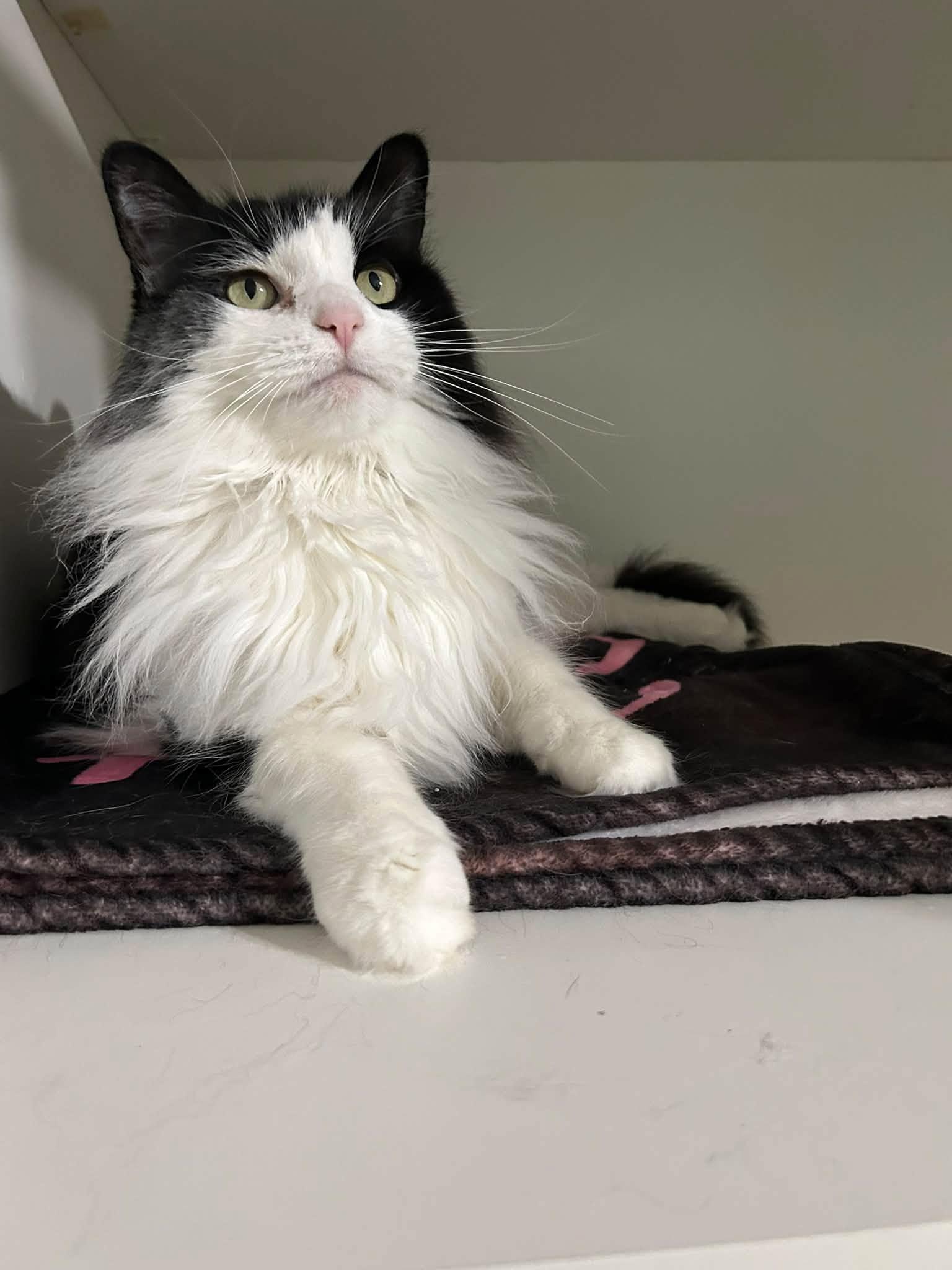 Enlarge Priscilla, a Adopted Domestic Long Hair in Dellslow, WV image 4/5