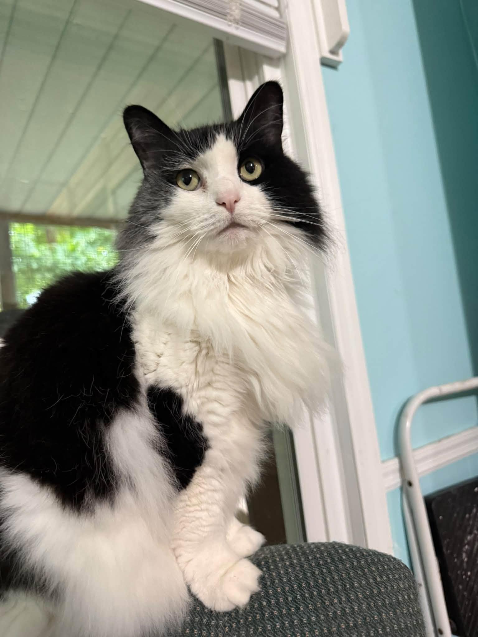 Enlarge Priscilla, a Adopted Domestic Long Hair in Dellslow, WV image 1/5