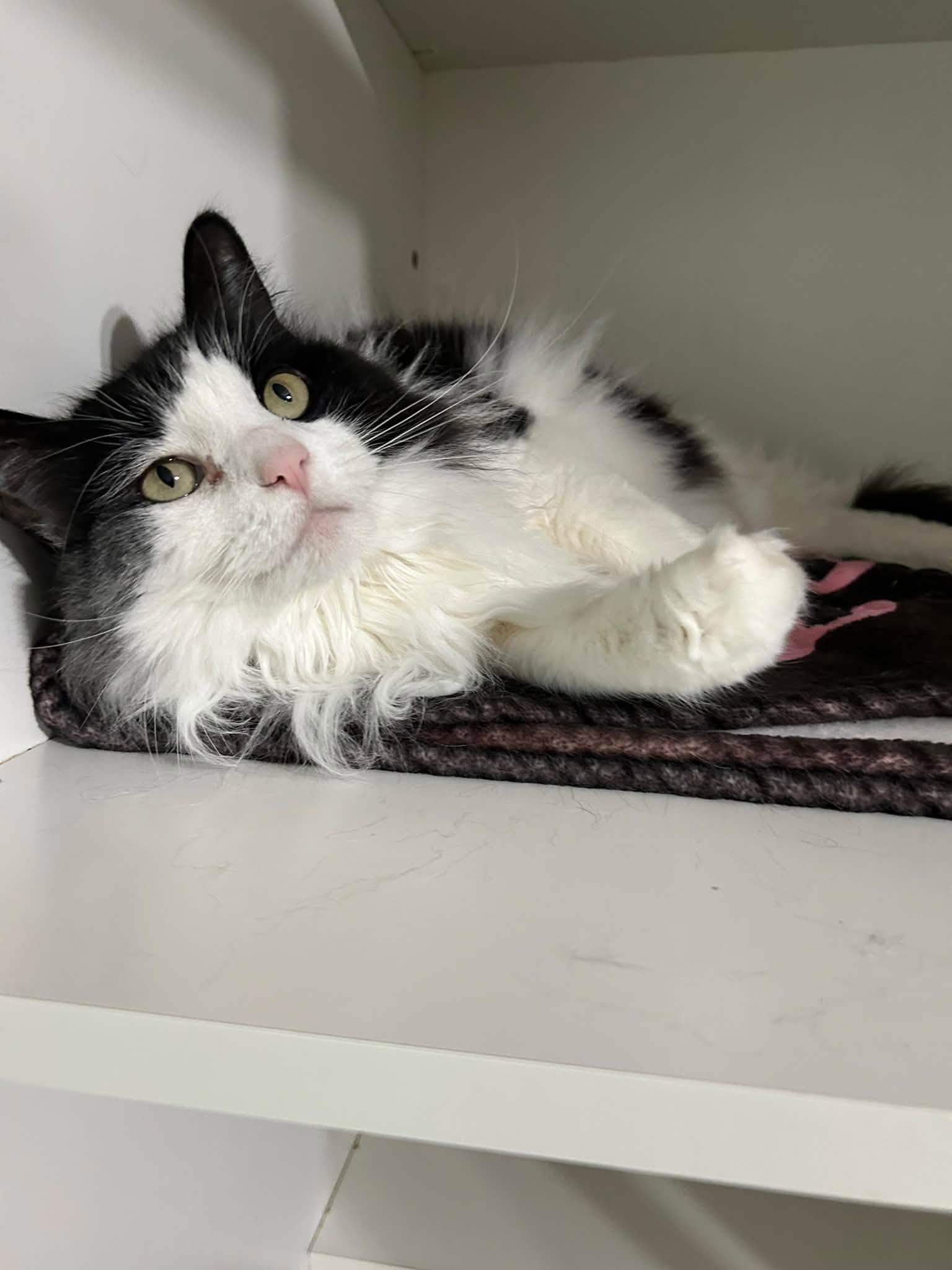 Enlarge Priscilla, a Adopted Domestic Long Hair in Dellslow, WV image 3/5