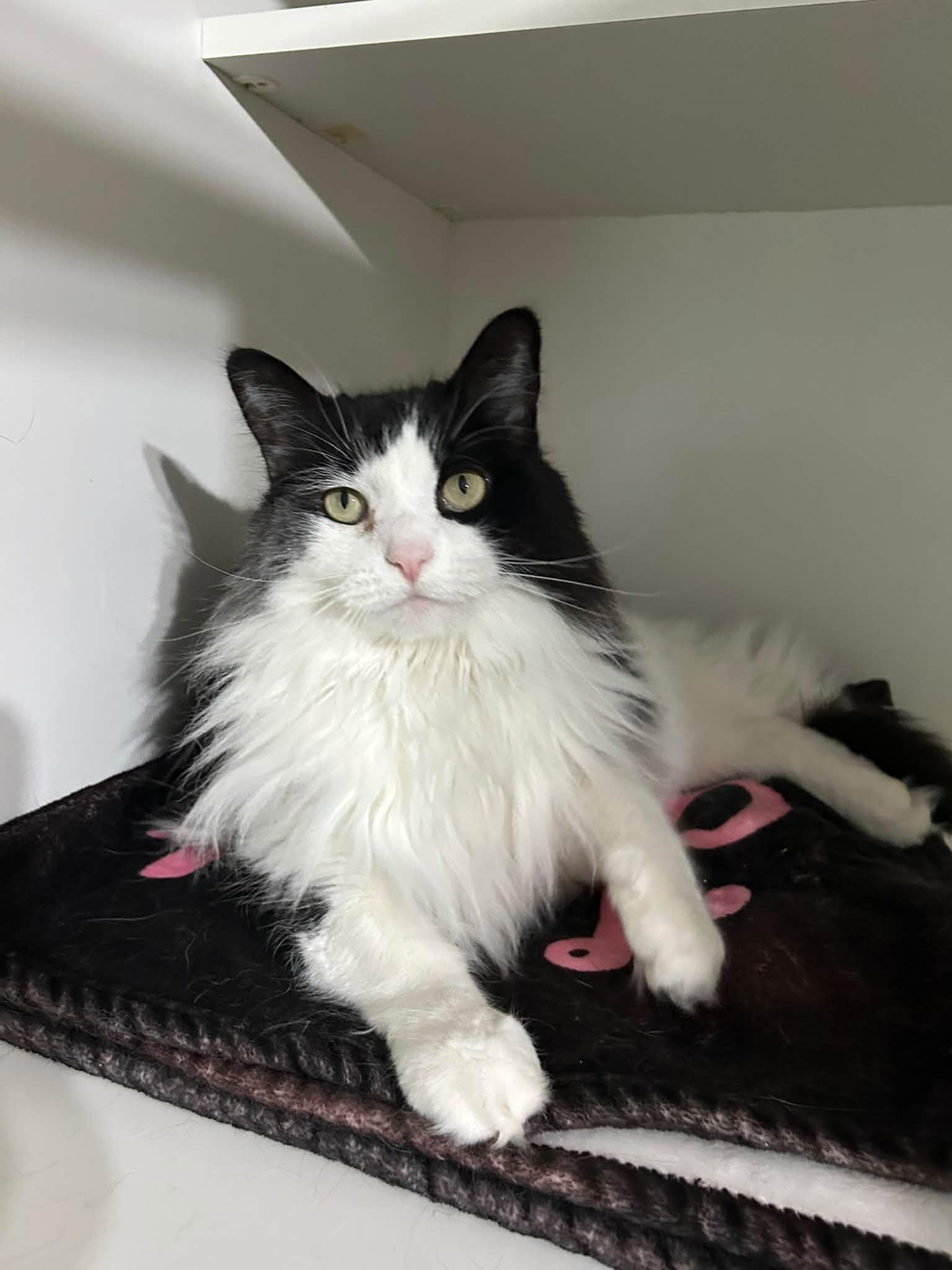 Enlarge Priscilla, a Adopted Domestic Long Hair in Dellslow, WV image 5/5