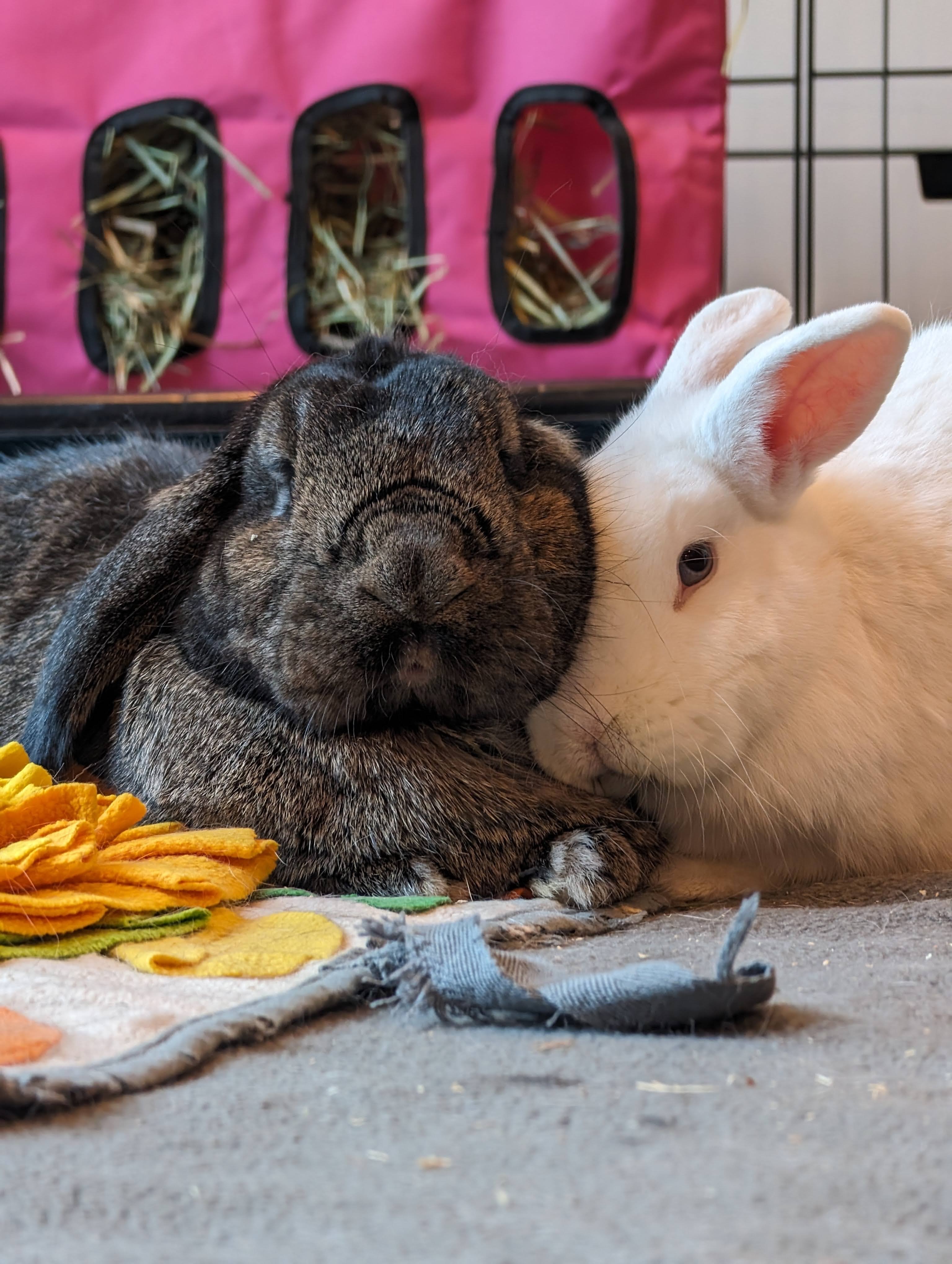 Tinkerbell+Navy *BONDED*, a Adopted mixed breed in Bellingham, WA image 3/4