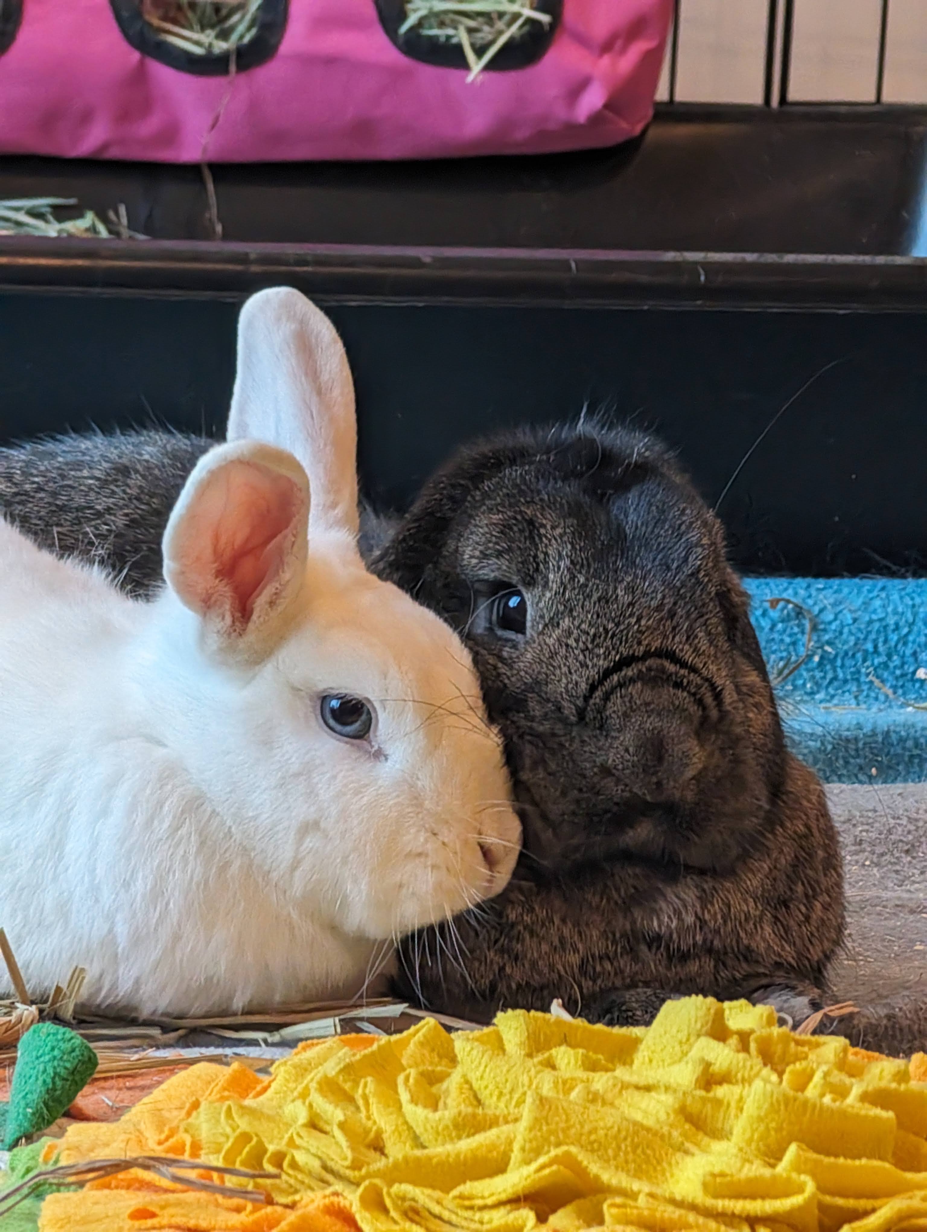Tinkerbell+Navy *BONDED*, Adopted, Adult Female Rex & Lop Eared.