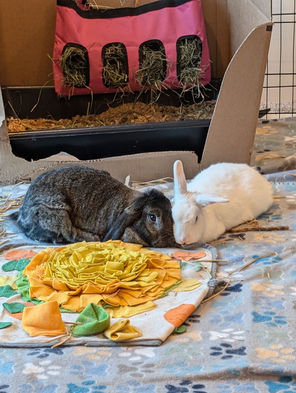 Tinkerbell+Navy *BONDED*, a Adopted mixed breed in Bellingham, WA image 2/4