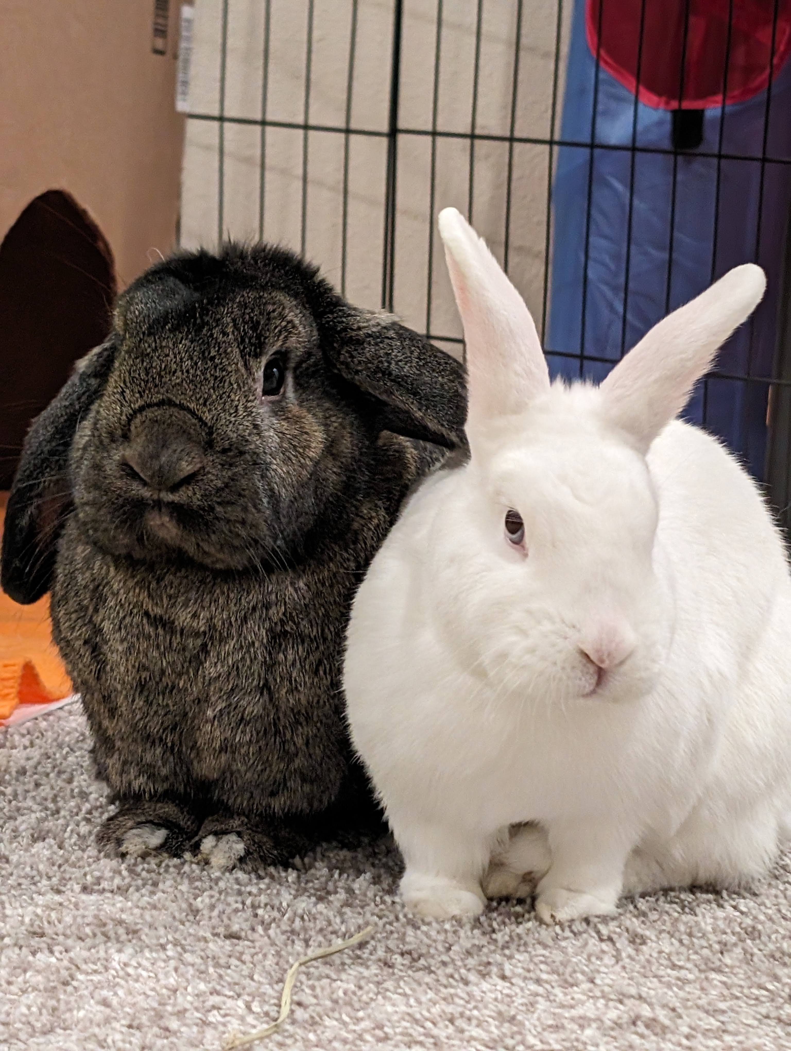 Tinkerbell+Navy *BONDED*, a Adopted mixed breed in Bellingham, WA image 1/4