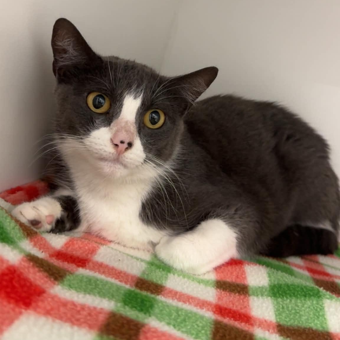 Enlarge Daenerys, a ADOPTABLE American Shorthair in Danbury, CT image 2/2