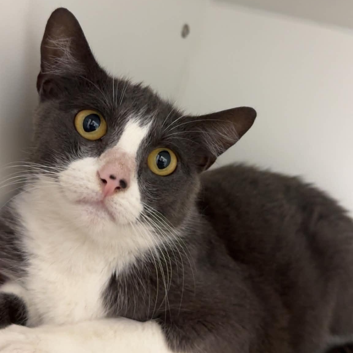 Daenerys, ADOPTABLE, Adult Female American Shorthair.