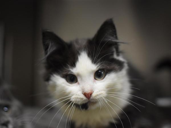 Theo — thumbnail 2