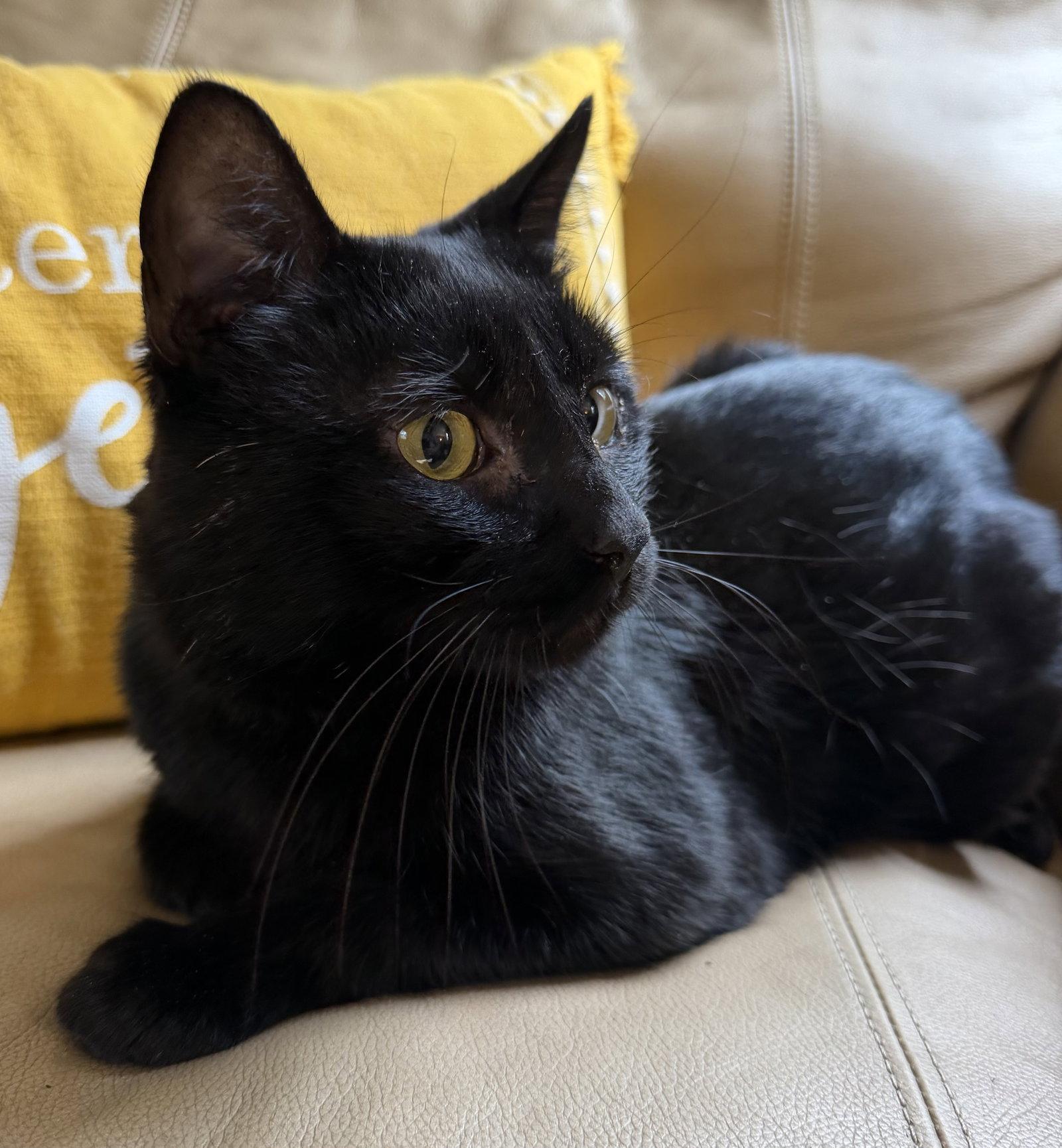 Enlarge Stormy, a Adoptable Domestic Short Hair in Elkins, WV image 1/3