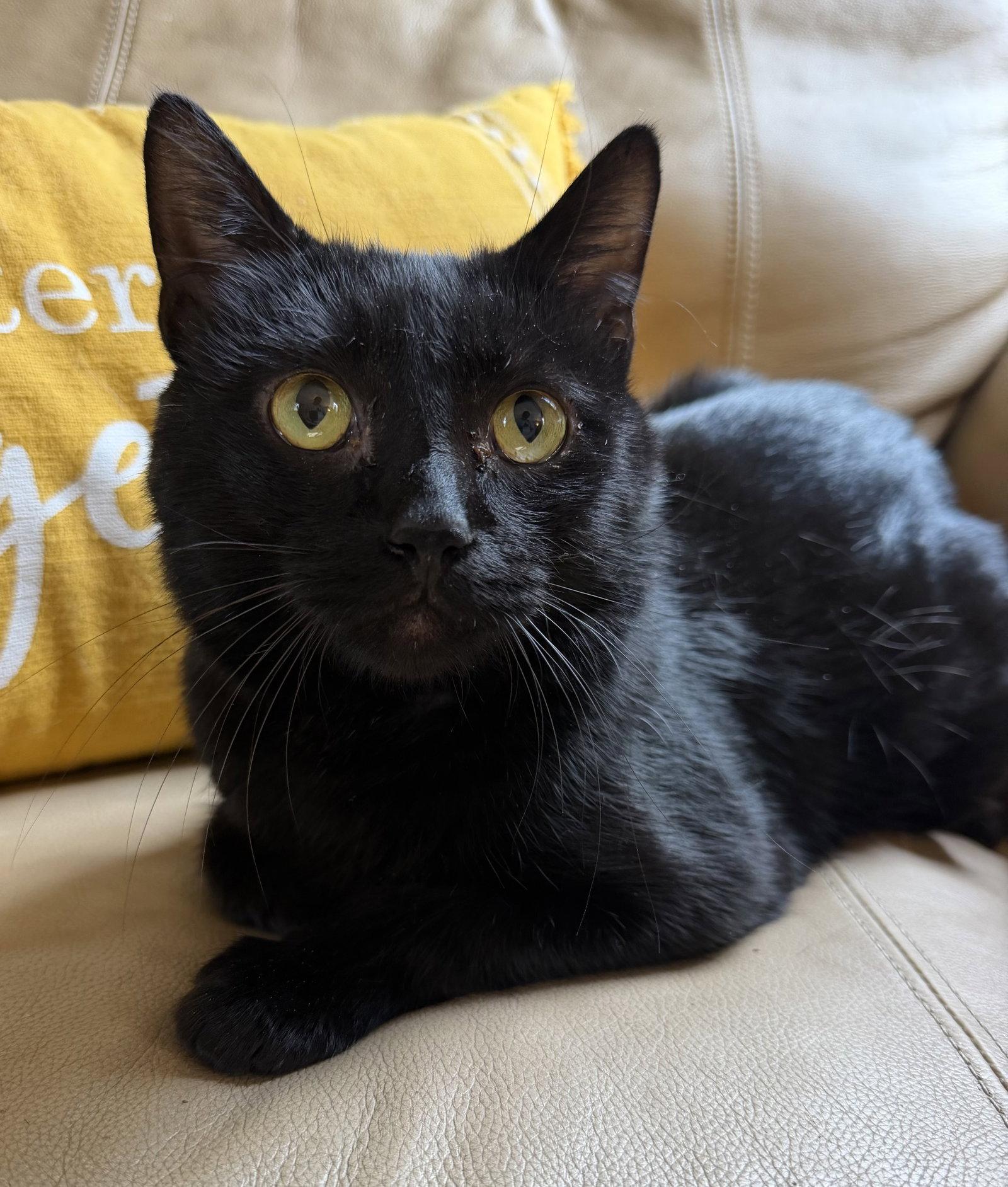Enlarge Stormy, a Adoptable Domestic Short Hair in Elkins, WV image 2/3