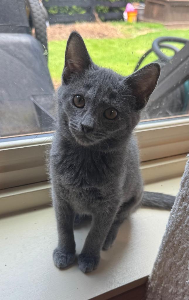 Celia, Adoptable, Young Female Domestic Short Hair.