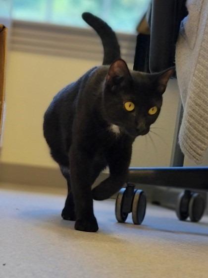 Enlarge Joey, a Adoptable mixed breed in Cumberland, ME image 2/6