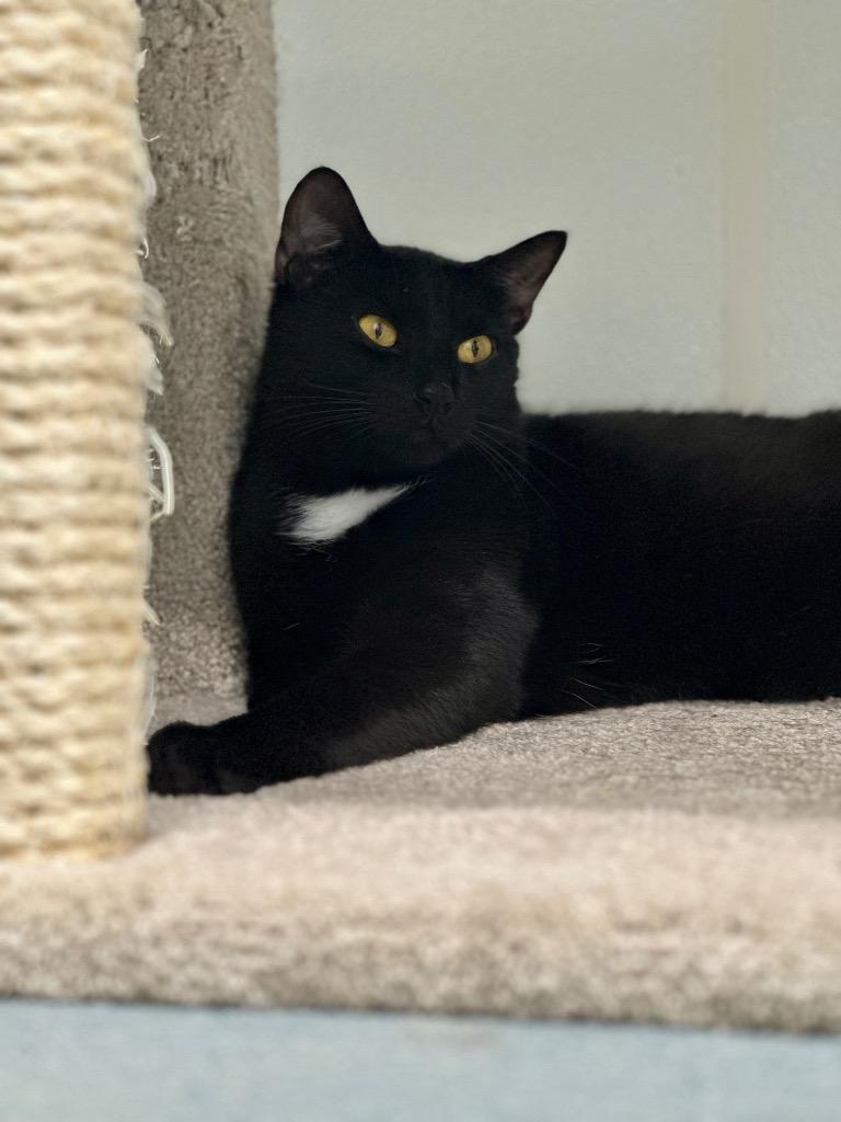 Enlarge Joey, a Adoptable mixed breed in Cumberland, ME image 3/6