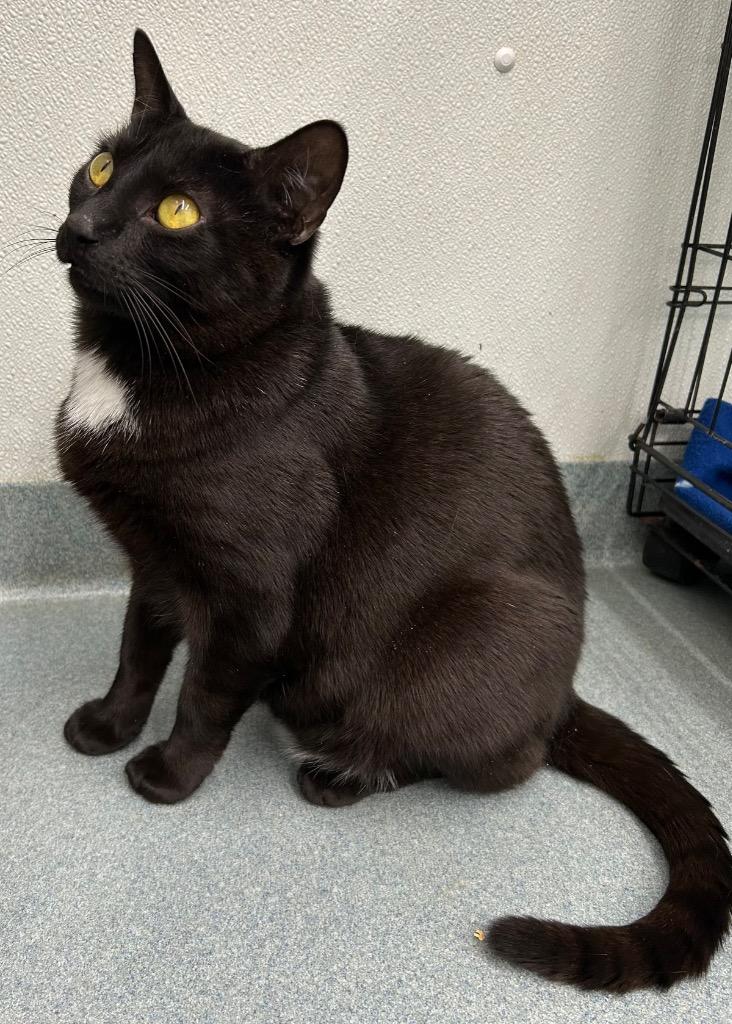 Joey, Adoptable, Young Male Domestic Short Hair.