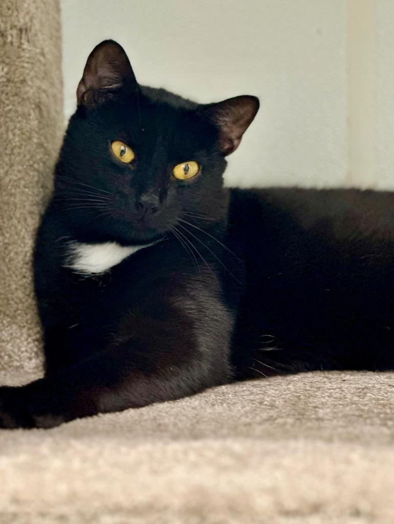 Enlarge Joey, a Adoptable mixed breed in Cumberland, ME image 6/6