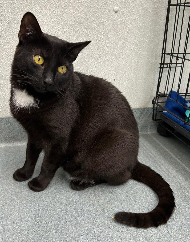 Enlarge Joey, a Adoptable mixed breed in Cumberland, ME image 3/6