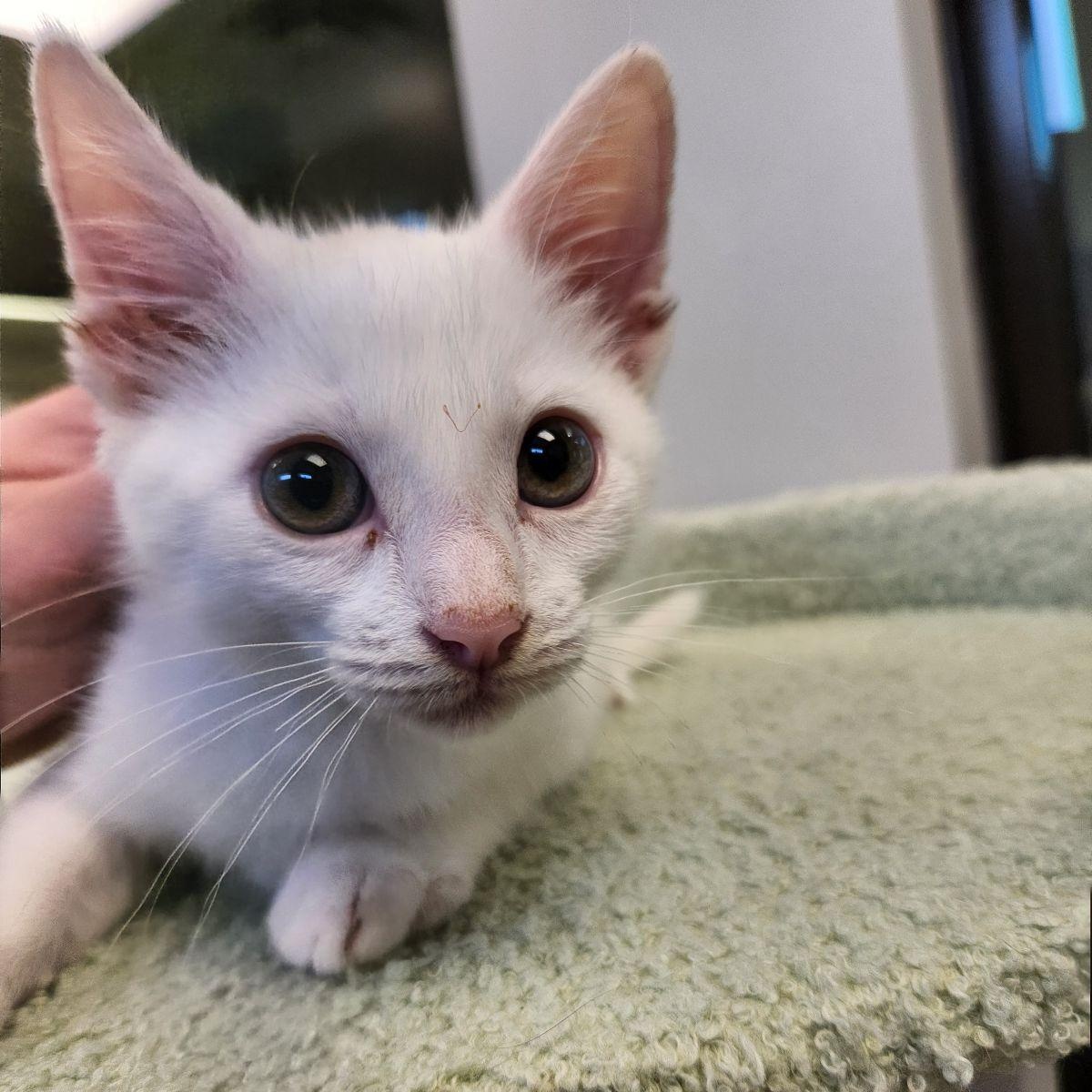 Enlarge Toulouse, a Adoptable Domestic Short Hair in Liberty, MO image 3/3