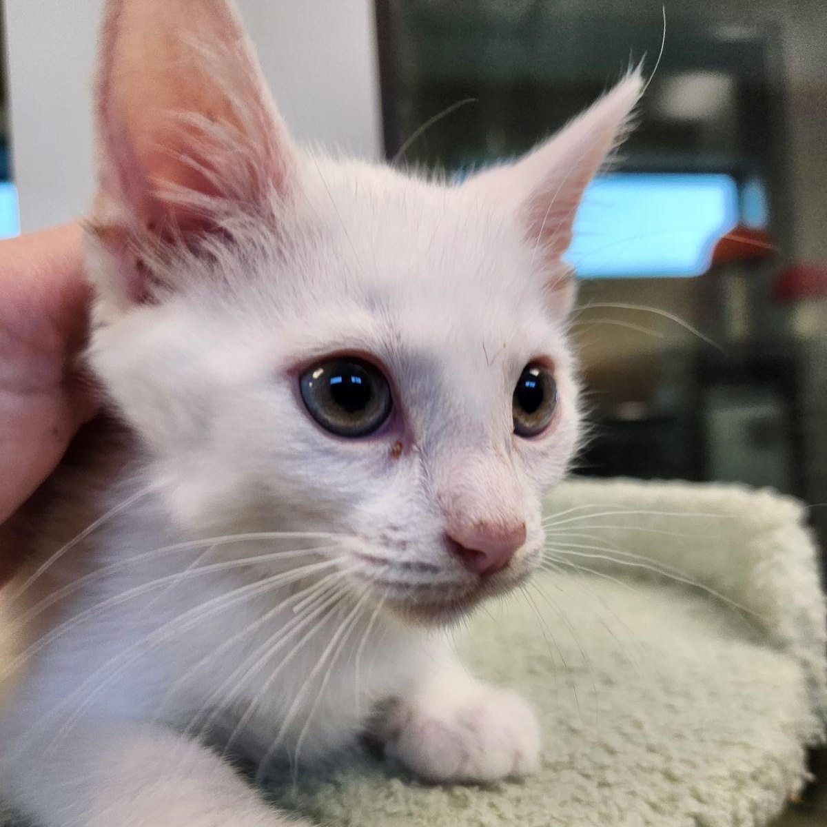 Toulouse, Adoptable, Kitten Male Domestic Short Hair.