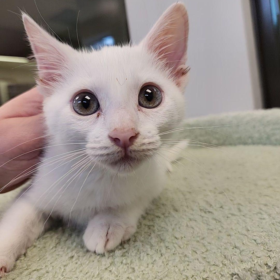 Enlarge Toulouse, a Adoptable Domestic Short Hair in Liberty, MO image 2/3