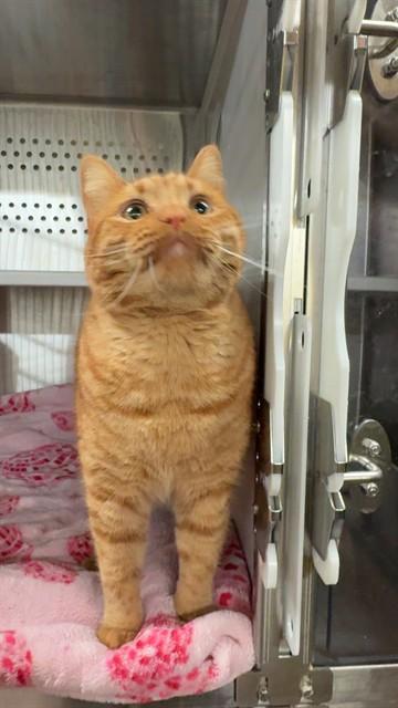 BUZZ, Adoptable, Adult Male Domestic Short Hair.