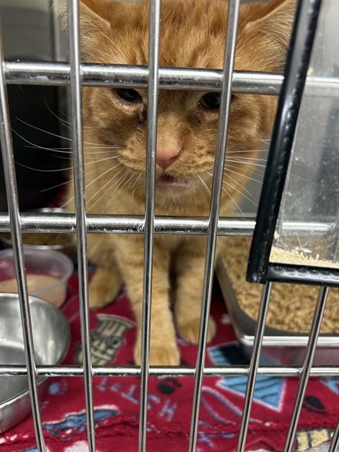 Enlarge BUZZ, a Adoptable Domestic Short Hair in Casper, WY image 1/1