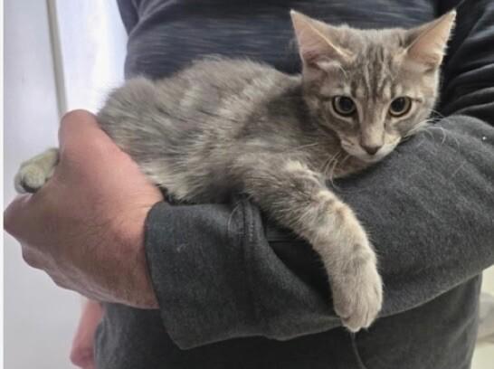 Rain - Nature Litter ⭐️PROMOTION⭐️, Adoptable, Young Female Tabby.