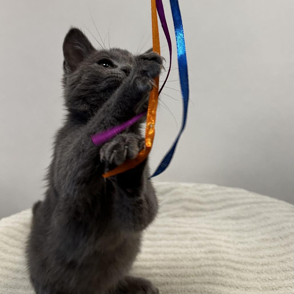 Cookies n' Cream — thumbnail 2