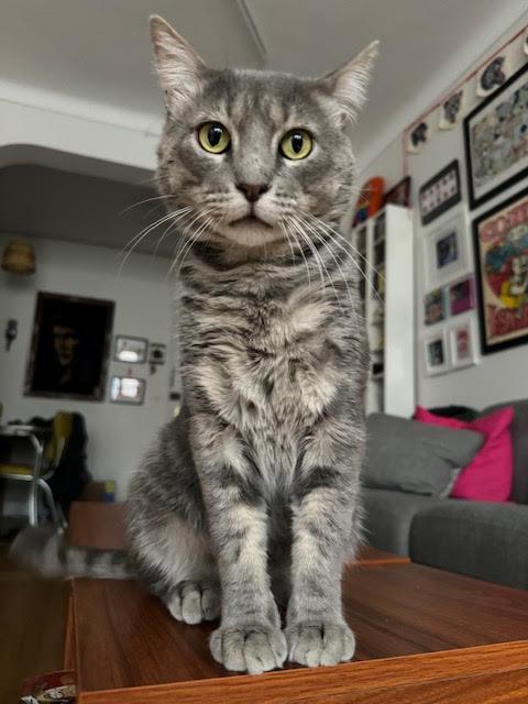 Randell *$50 adoption fee* Domestic Short Hair Cat