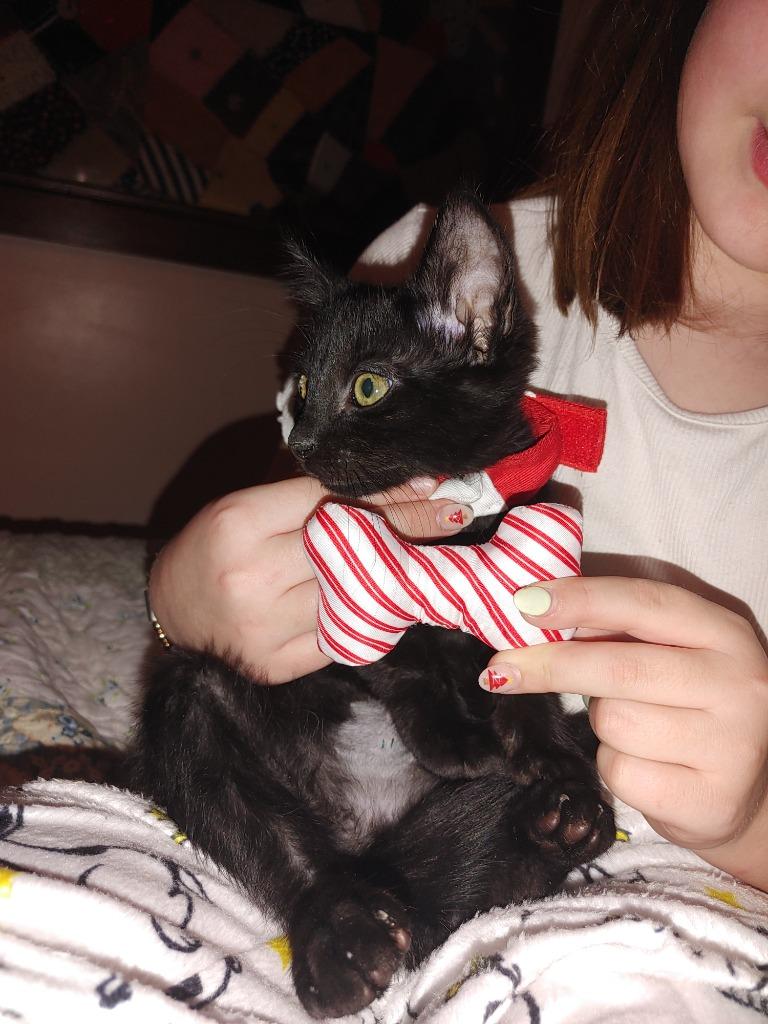 Enlarge Persius Void, a Adoptable mixed breed in Merriam, KS image 2/2