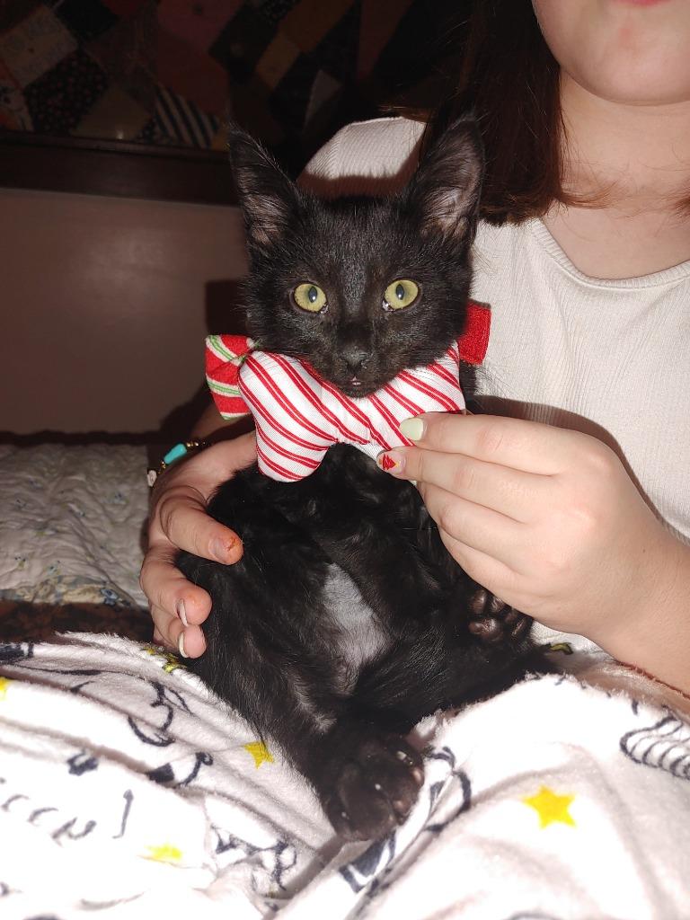 Enlarge Persius Void, a Adoptable mixed breed in Merriam, KS image 1/2