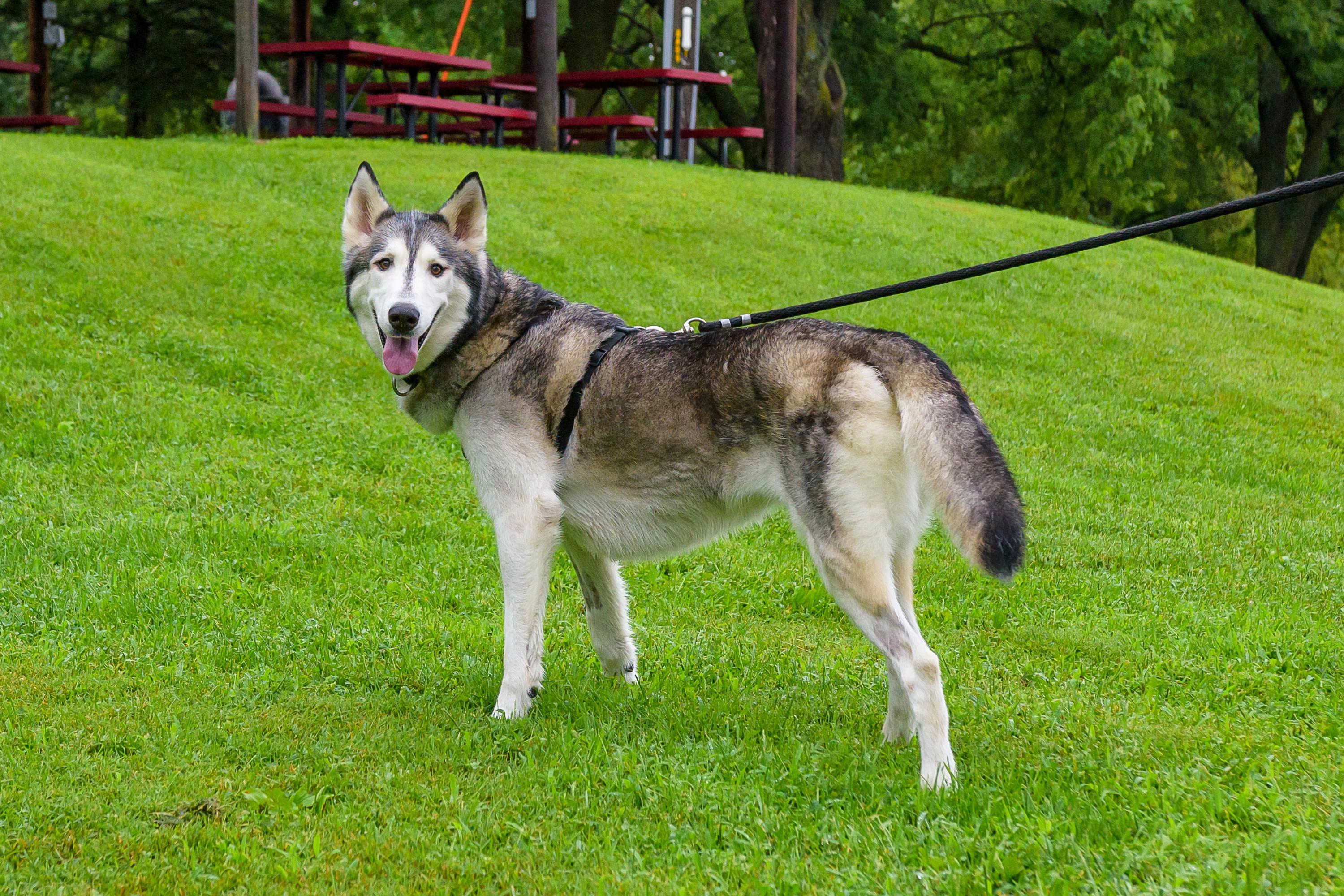 Sam, a Adoptable Siberian Husky in Omaha, NE image 1/4