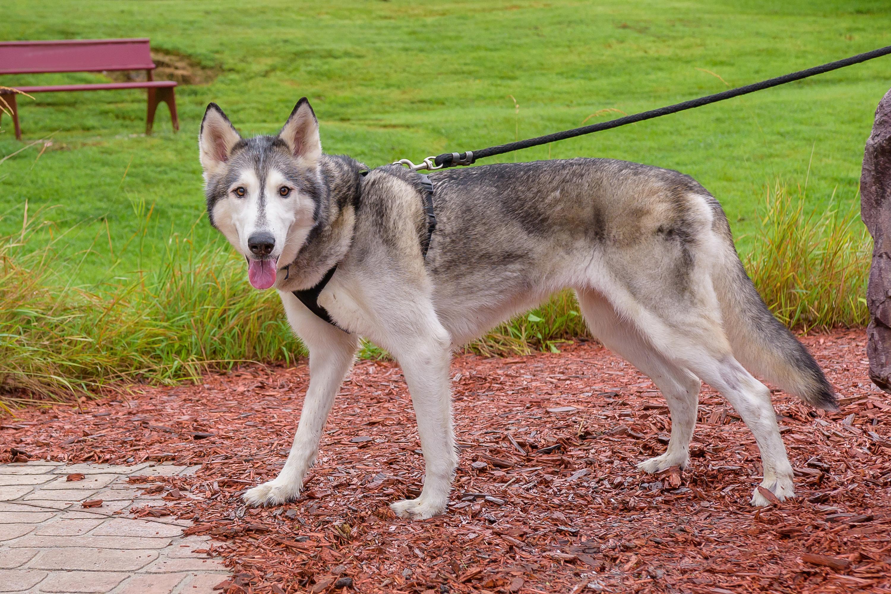 Sam, a Adoptable Siberian Husky in Omaha, NE image 2/4
