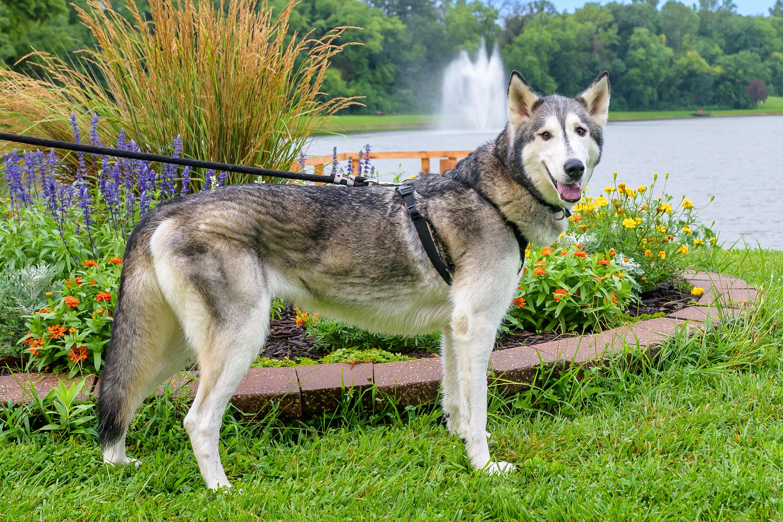 Sam, a Adoptable Siberian Husky in Omaha, NE image 3/4