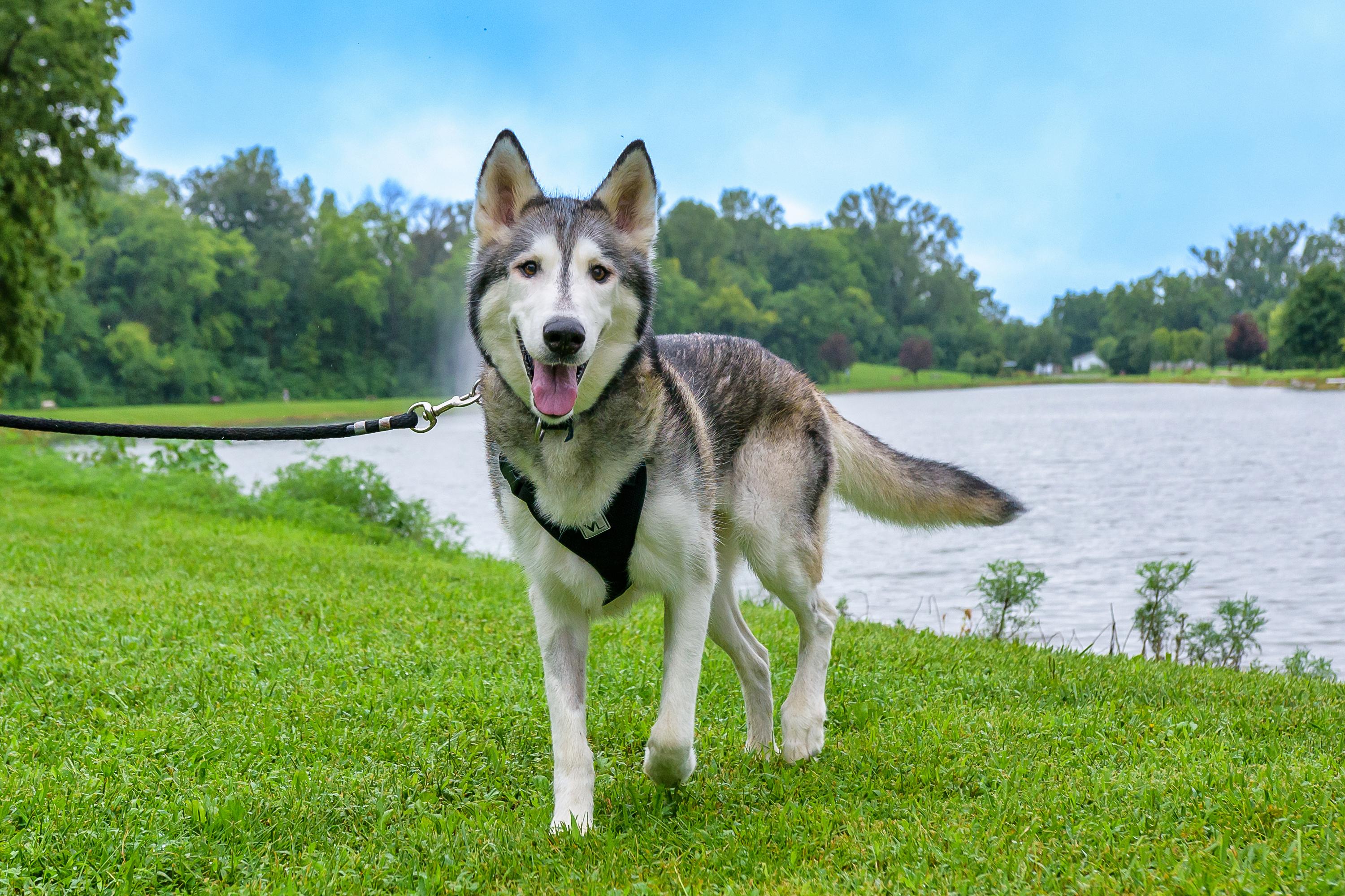 Sam, a Adoptable Siberian Husky in Omaha, NE image 4/4