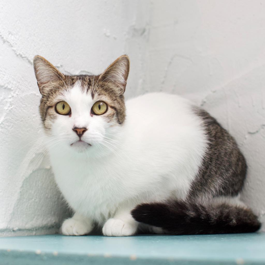 Cleo, Adoptable, Adult Female Domestic Short Hair.