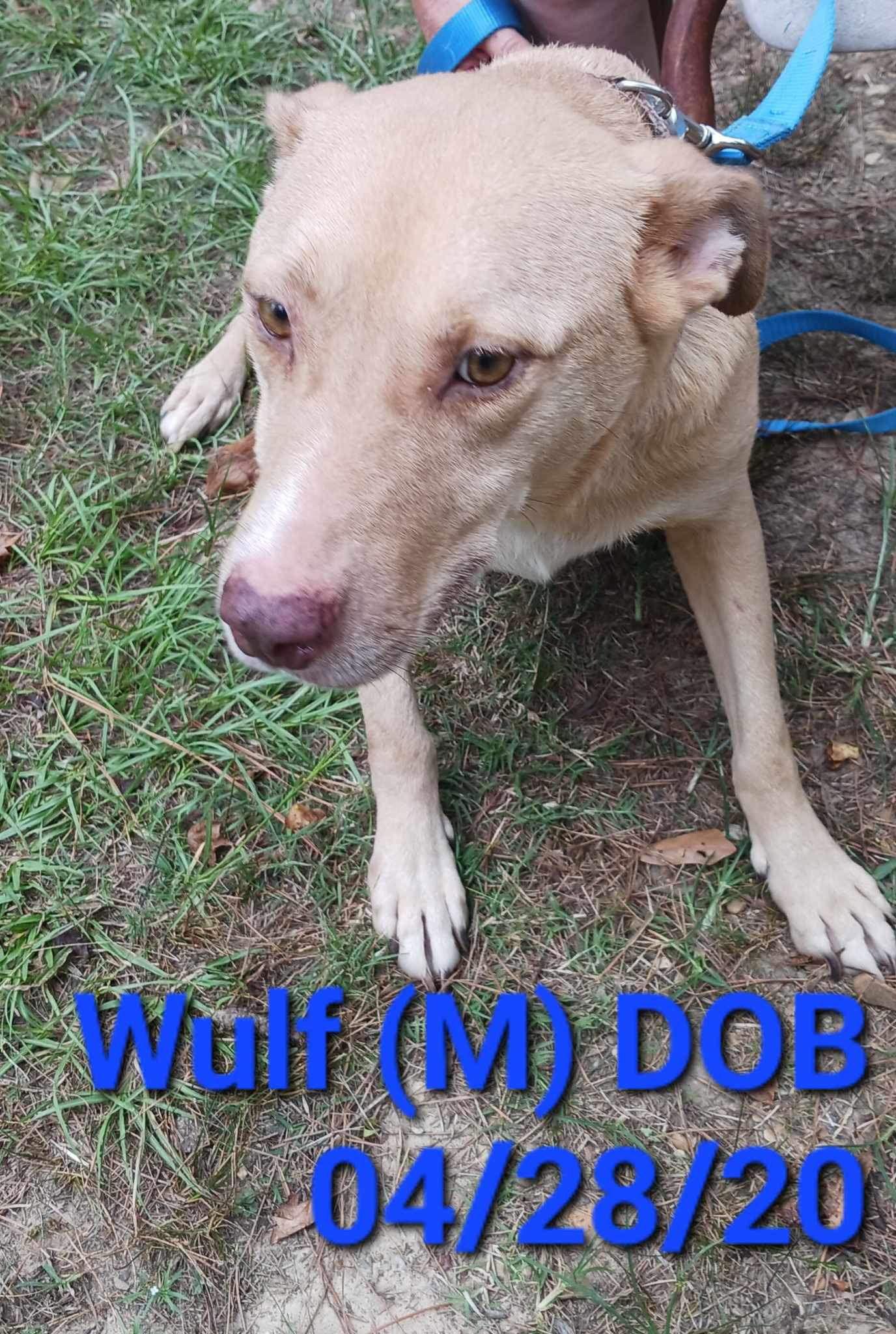 Enlarge Wulf, a Adoptable Mixed Breed in Farmerville, LA image 1/3