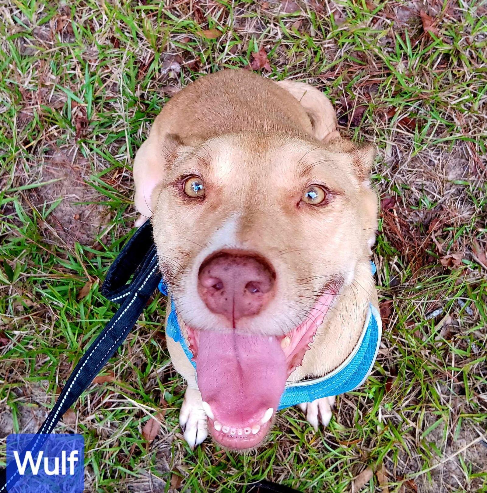 Enlarge Wulf, a Adoptable Mixed Breed in Farmerville, LA image 2/3