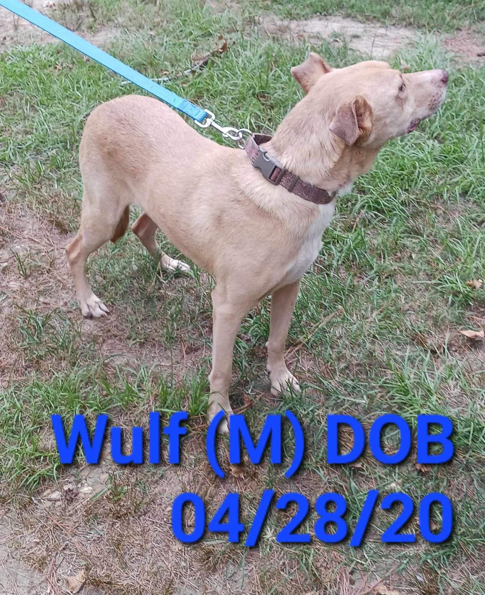Enlarge Wulf, a Adoptable Mixed Breed in Farmerville, LA image 3/3
