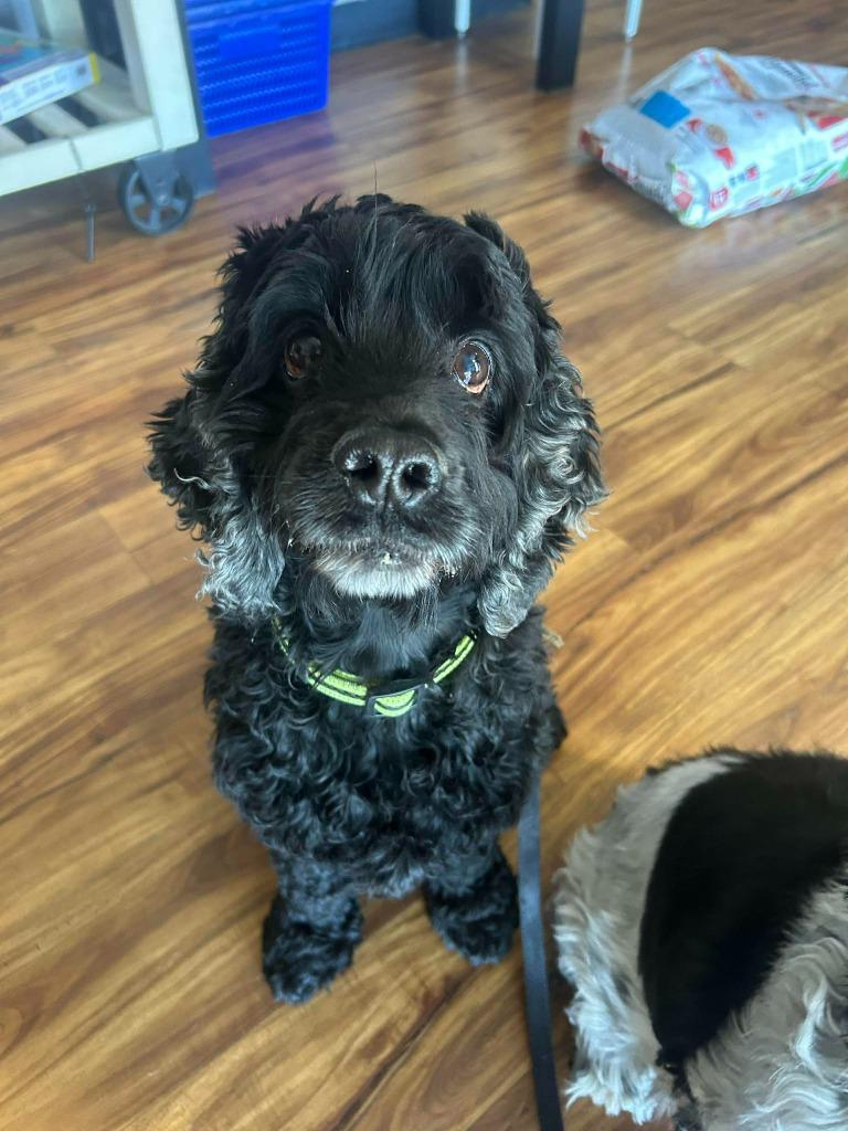 Buster, Adoptable, Adult Male Cocker Spaniel.
