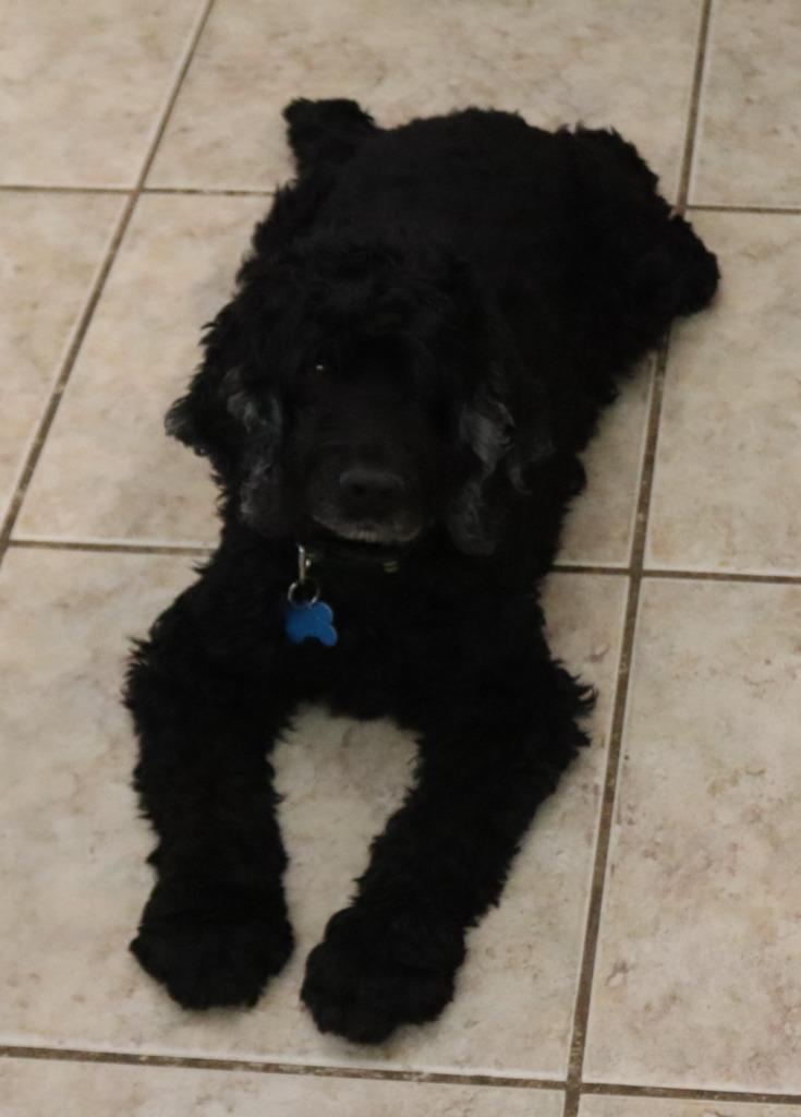 Enlarge Buster, a Adoptable mixed breed in Mesa, AZ image 2/3