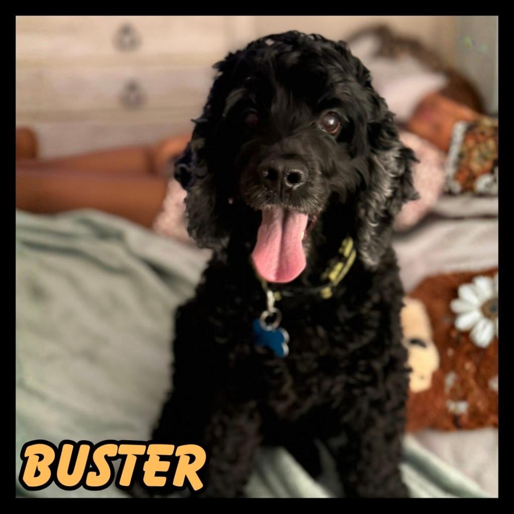 Enlarge Buster, a Adoptable mixed breed in Mesa, AZ image 3/3