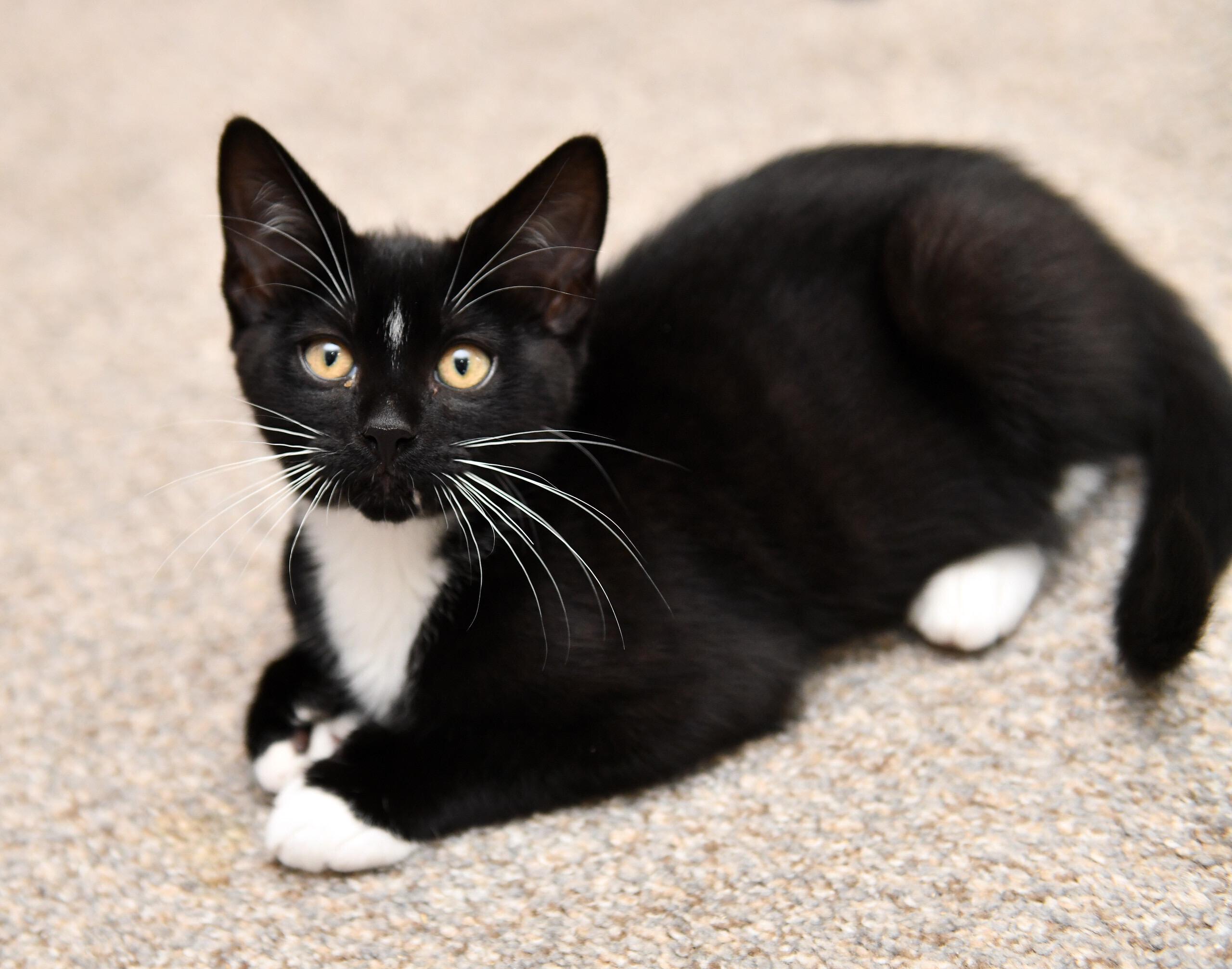 Sasquatch and Bigfoot