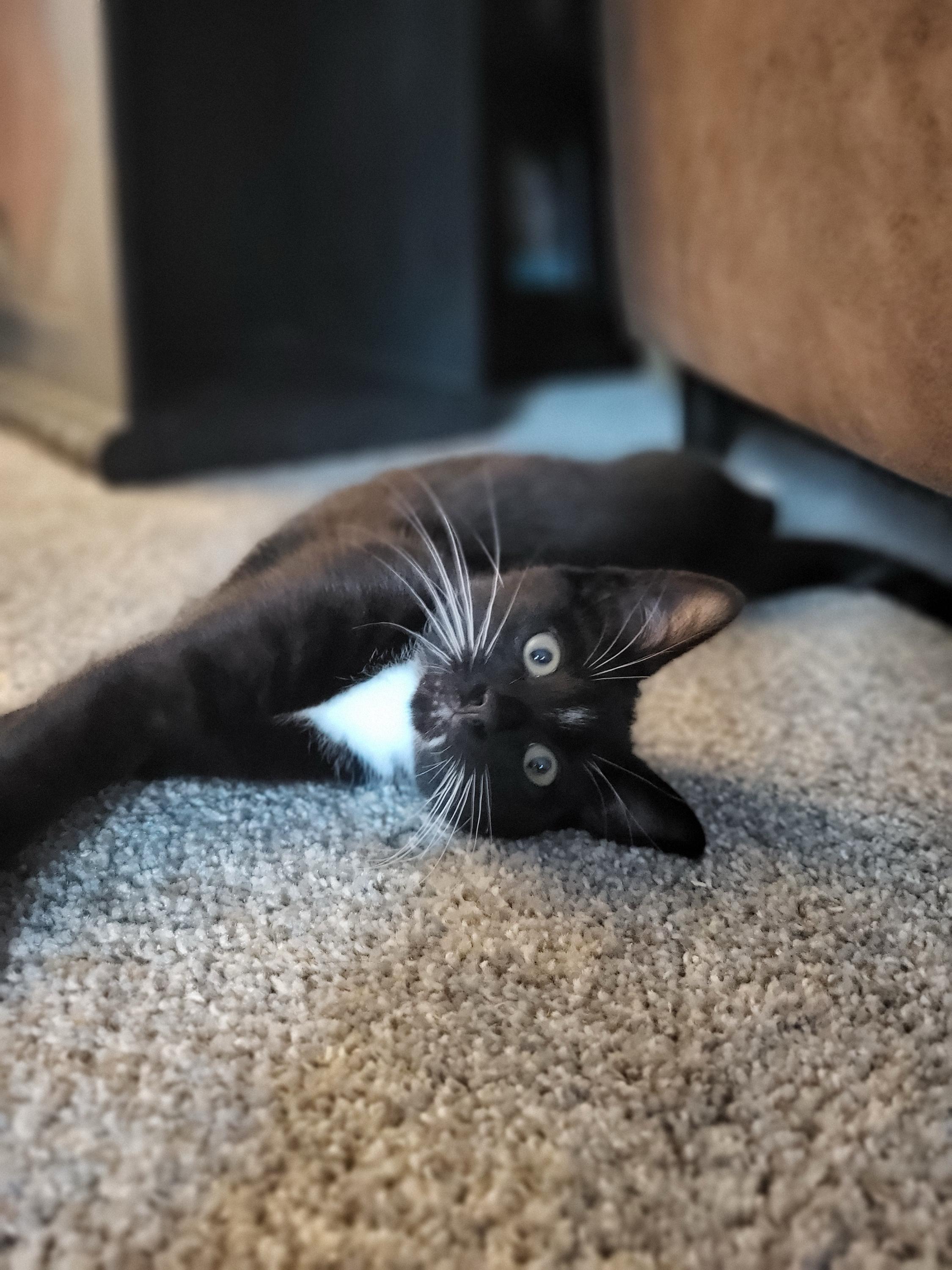 Sasquatch and Bigfoot