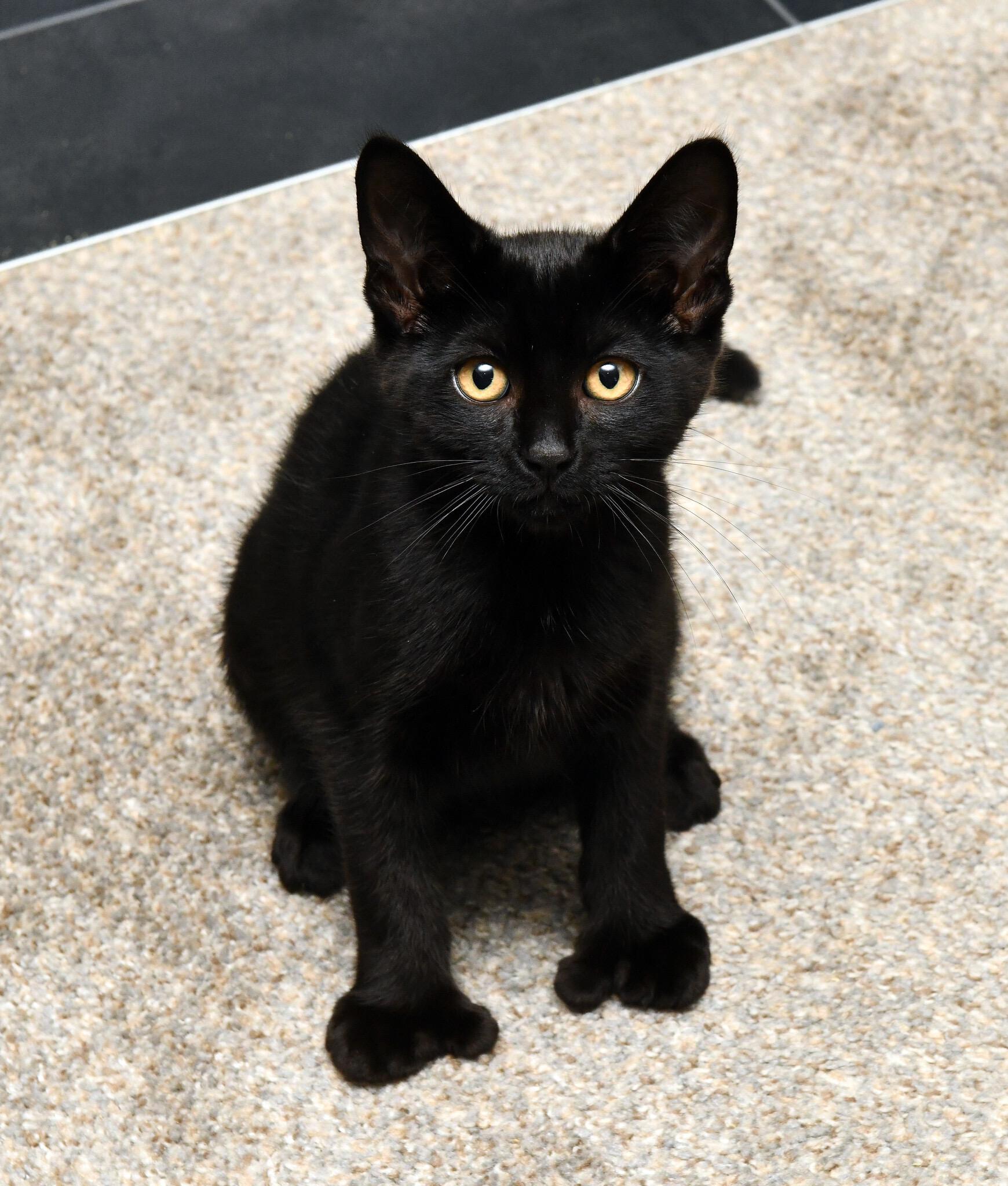 Sasquatch and Bigfoot