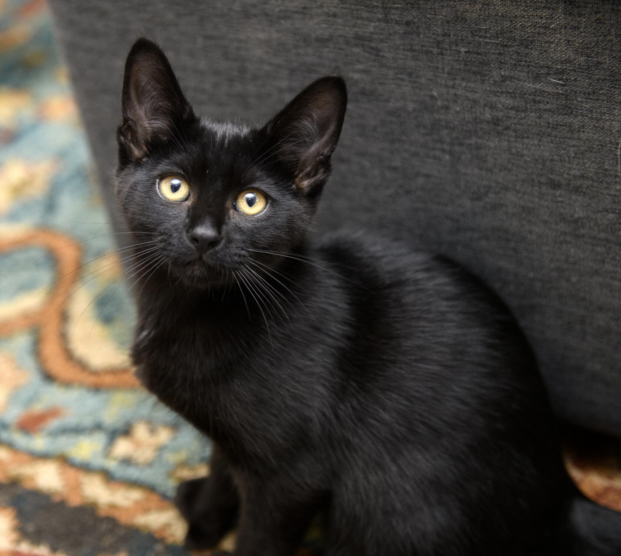 Sasquatch and Bigfoot