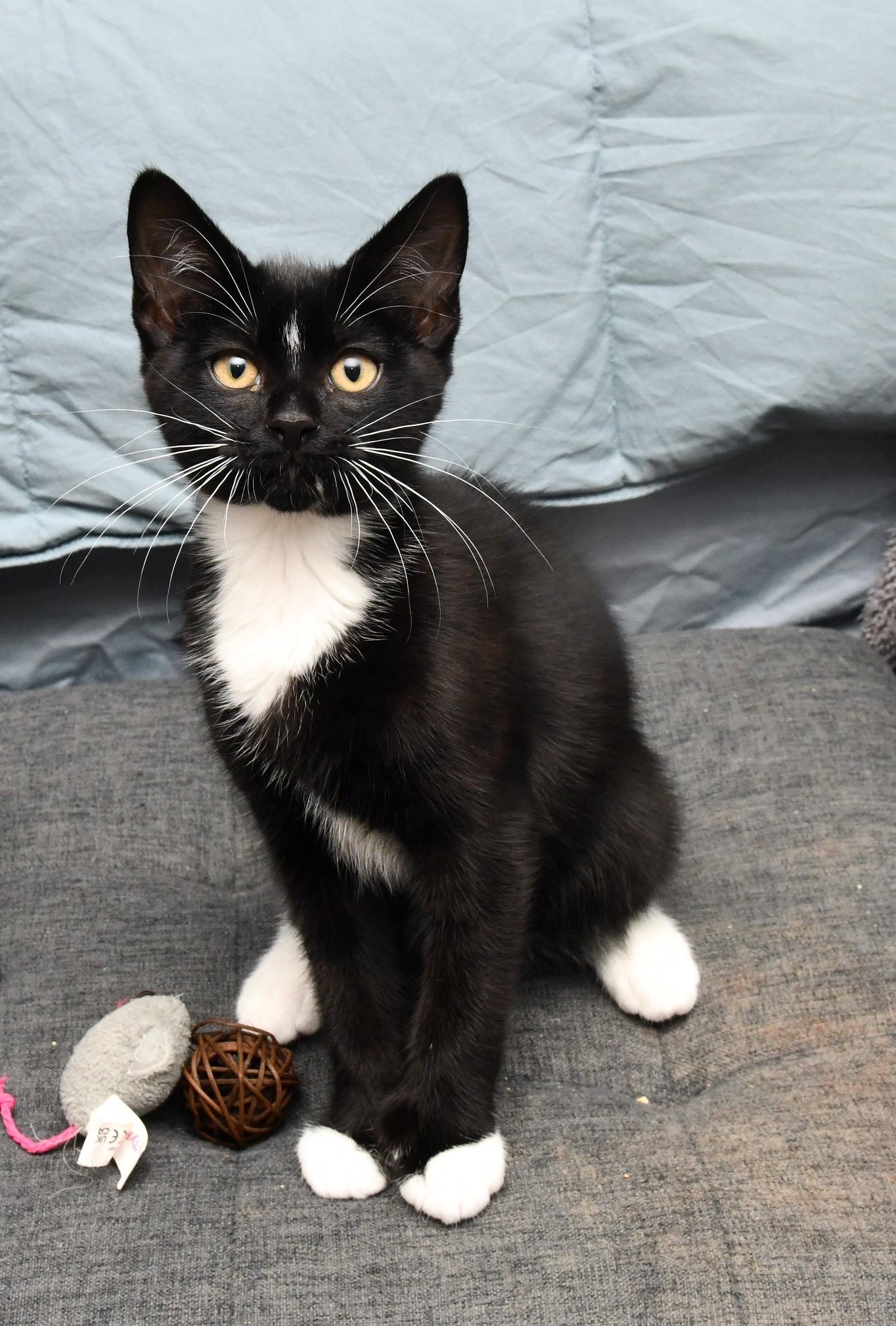 Sasquatch and Bigfoot